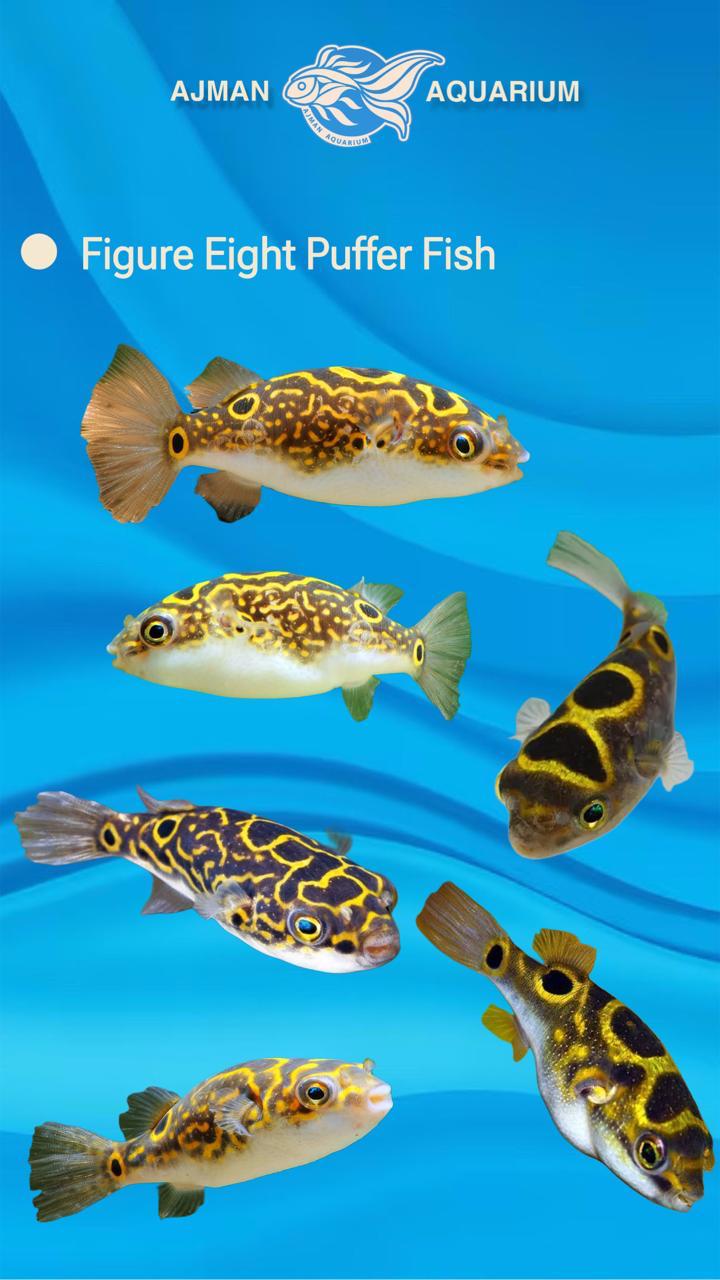 figure 8 puffer - 2.5 inch