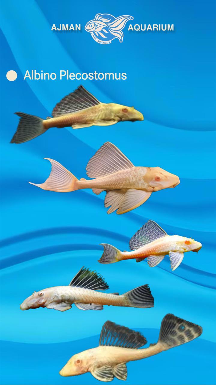 Albino Plecostomus - Albino sucker