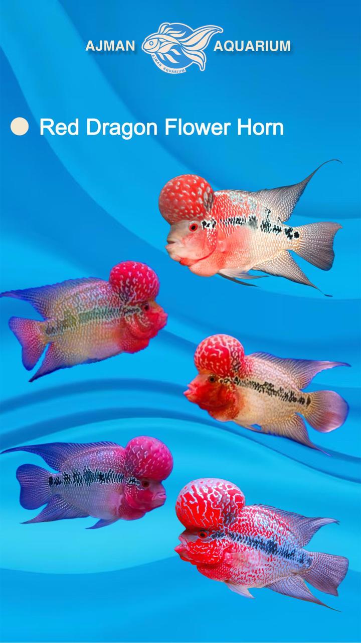 flower horn hump head - 3 to 4 inch