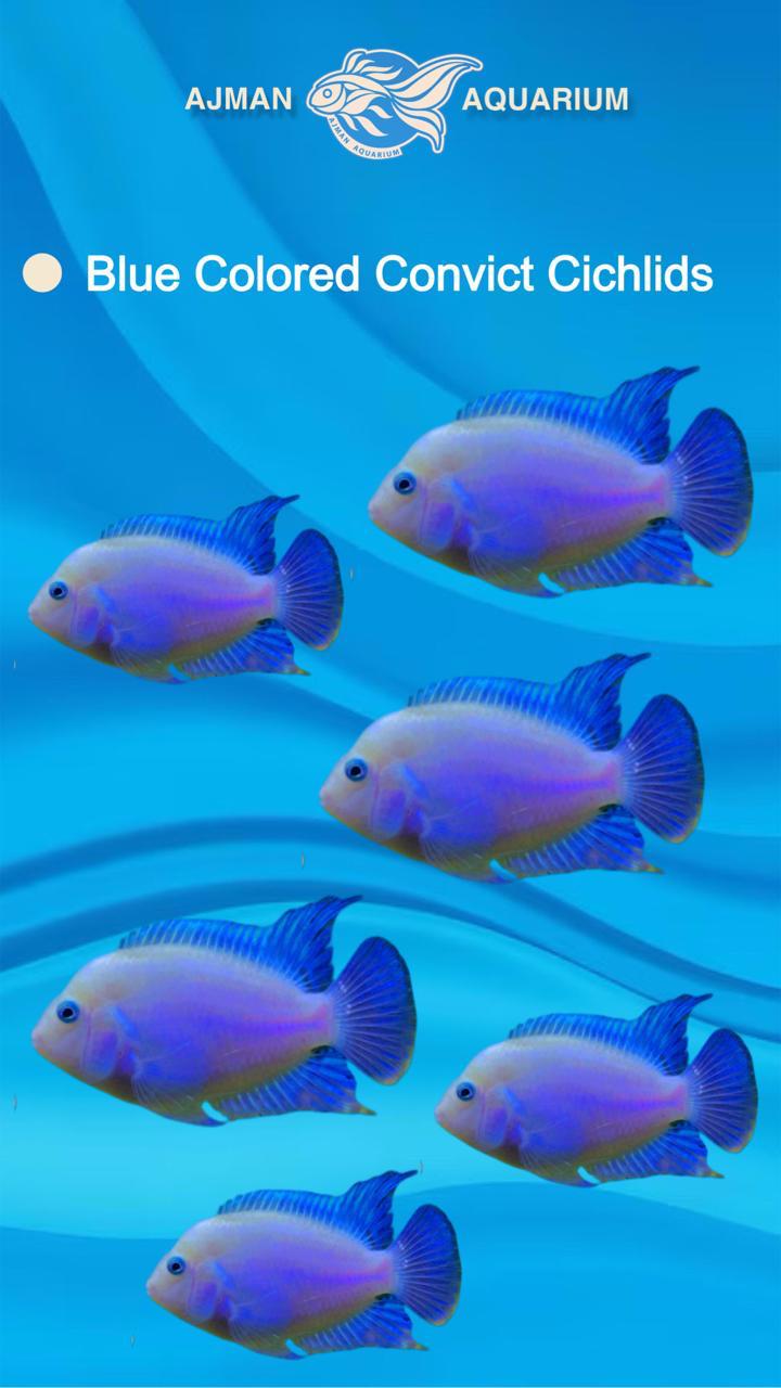 blue convict cichlid - 3 inch