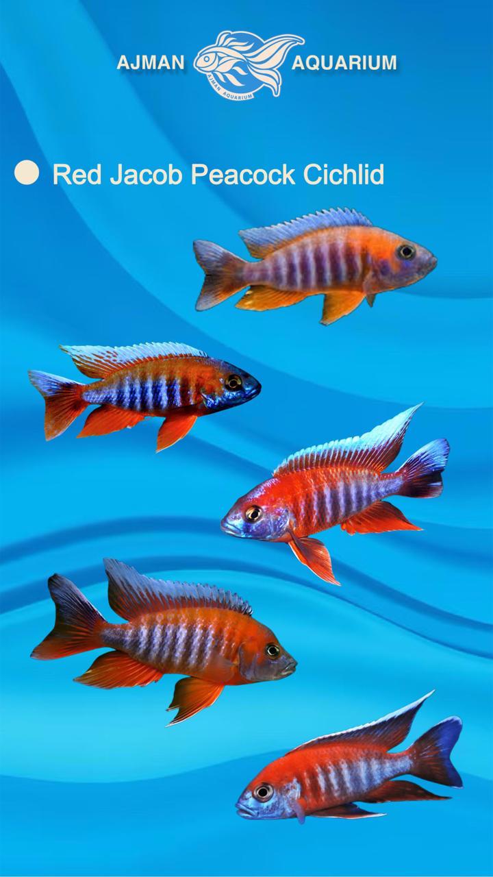 red jarcob peacock cichlid - 3 inch