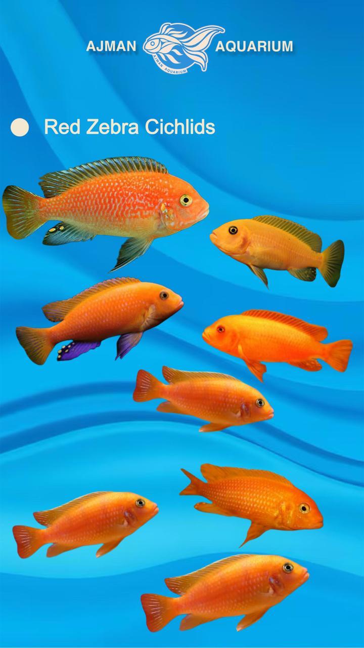 red zebra cichlid - 3 inch