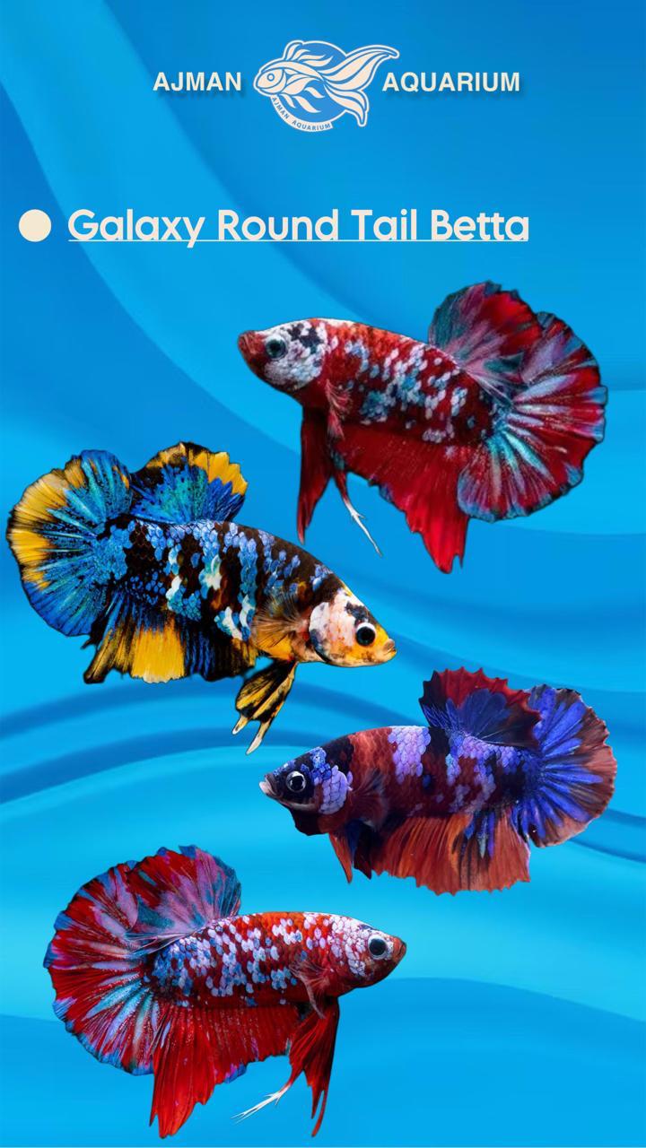 galaxy round tail betta pair - regular size