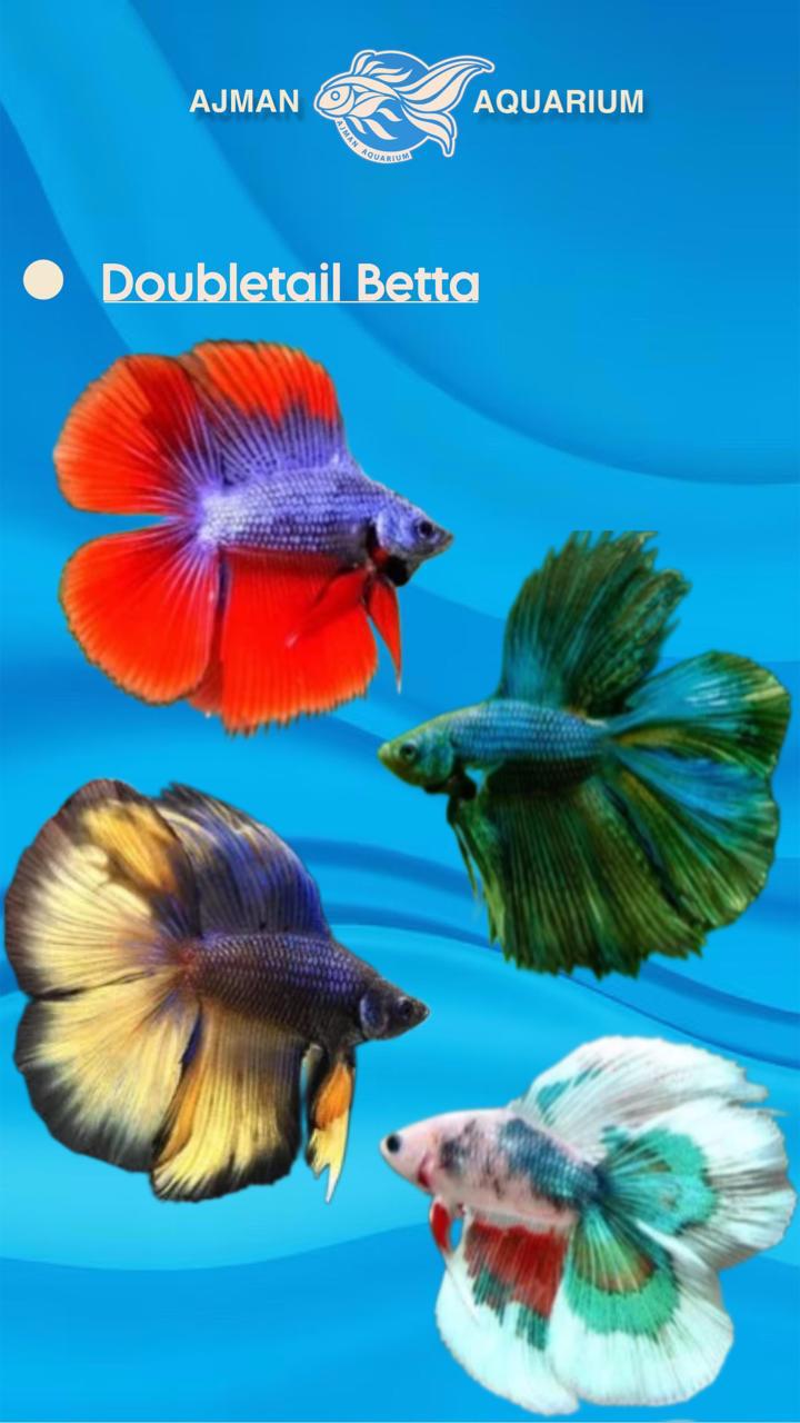 male betta double tail mix color - regular size