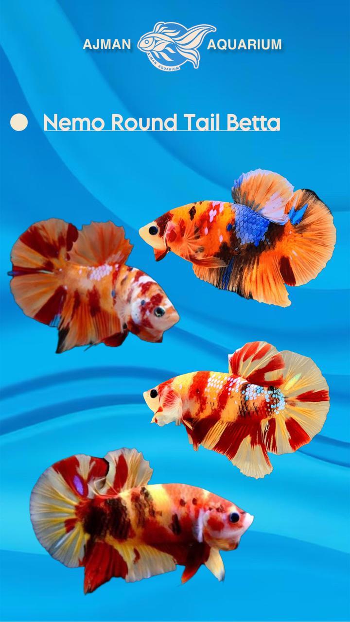 male nemo round tail betta - regular size