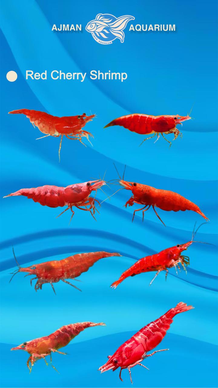 Red Cherry Shrimp - 1 to 2 cm