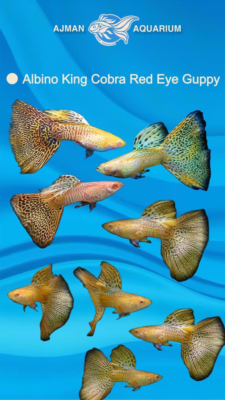 albino king cobra red eye pair - regular size