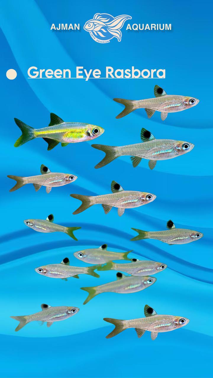 راسبورا العين الخضراء - حجم عادي