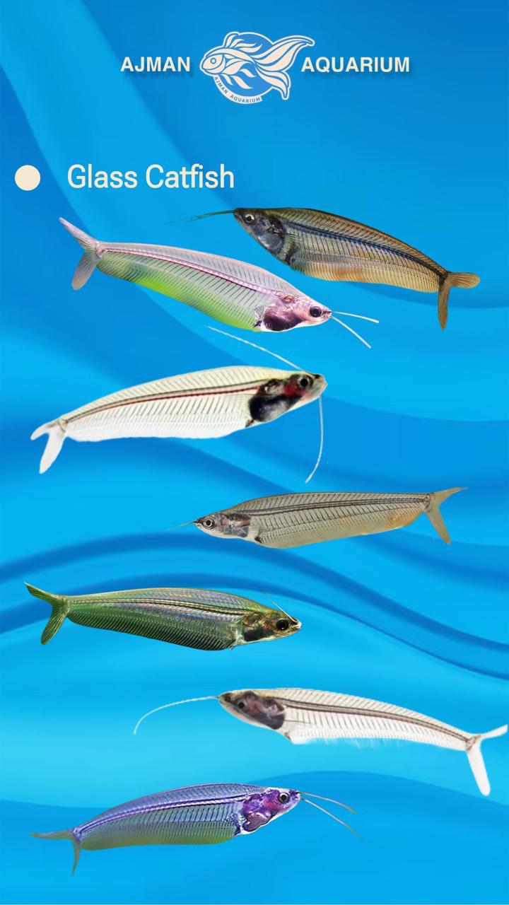 سمكة القط الشبح الزجاجية - 2 إلى 3 بوصات