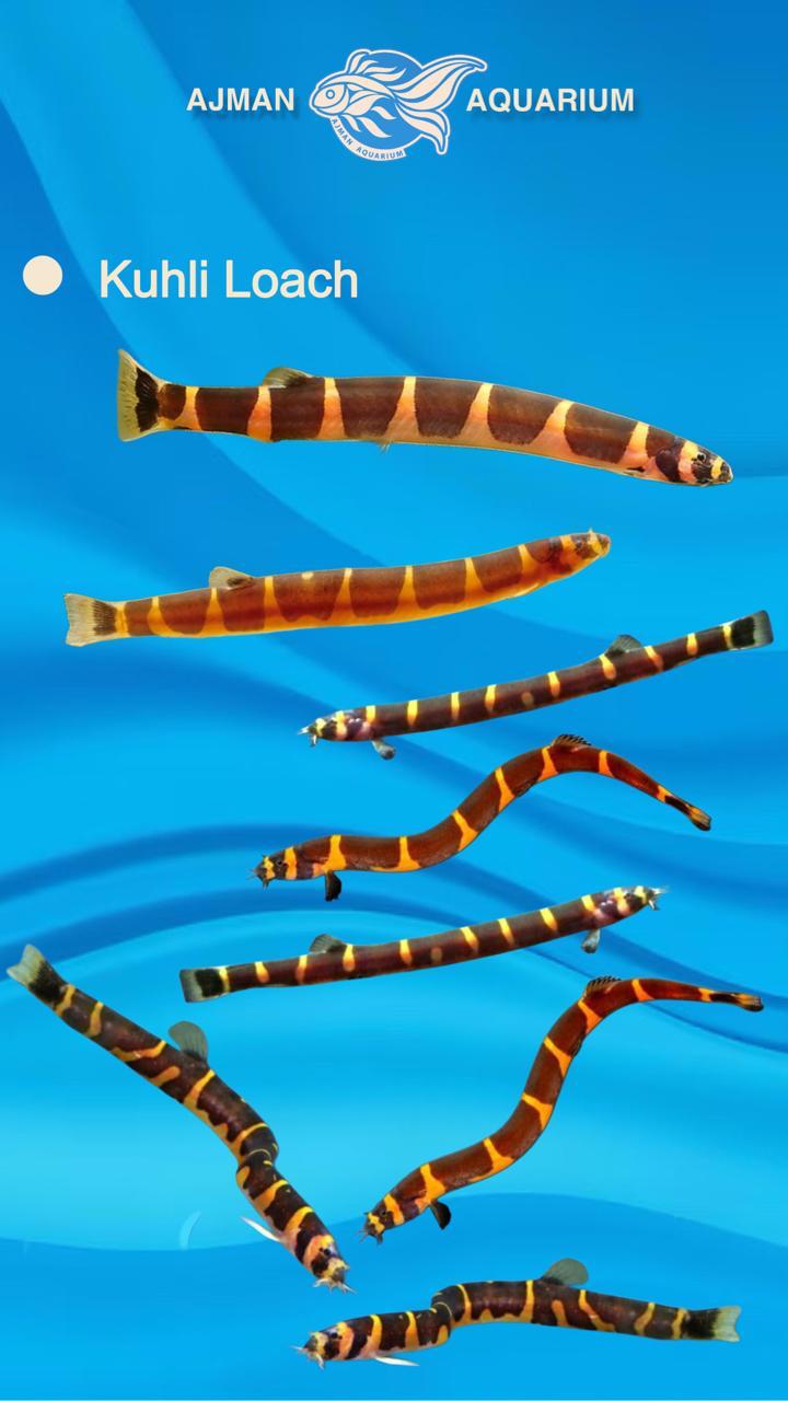 Kuhli Loach - 2 to 2.5 inch