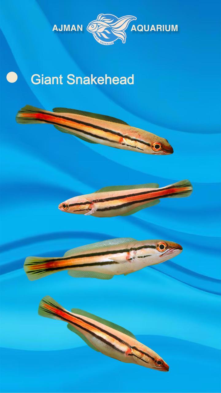 giant snake head - 4 to 7 inch