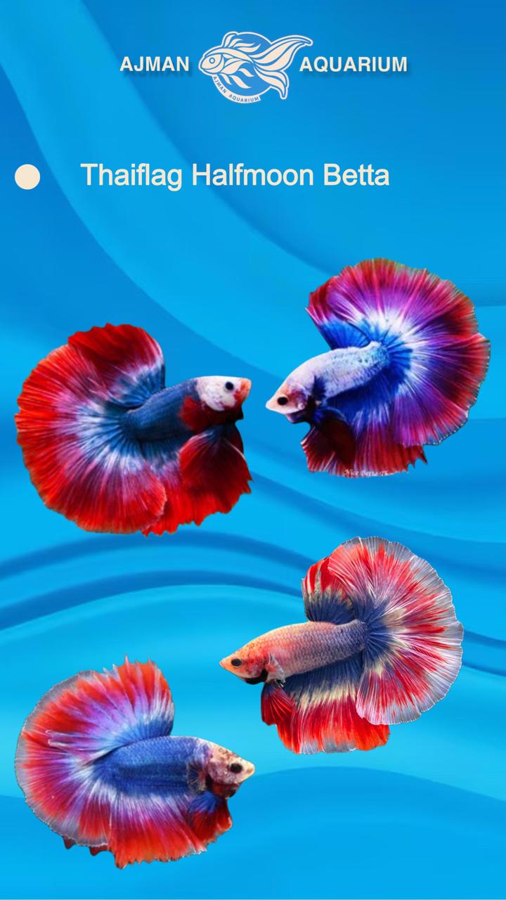 male half moon thai flag - regular size