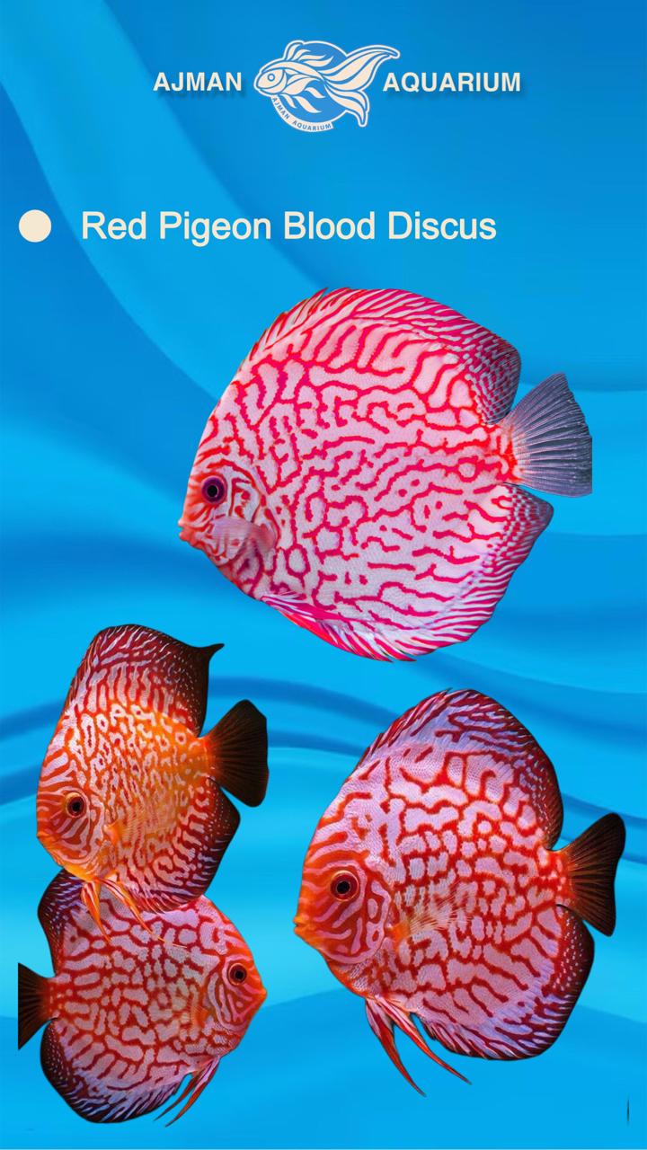 قرص دم الحمام الأحمر - 3 بوصات