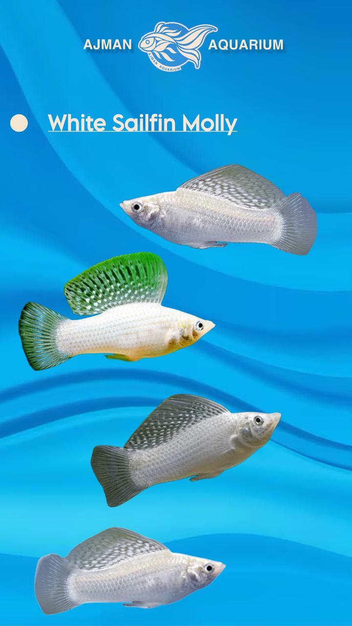snow white sail fin molly - 1.75 inch