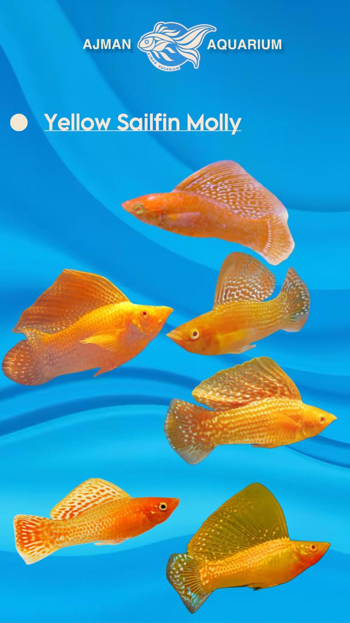 yellow sail fin molly - 1.75 inch