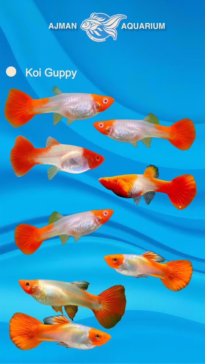 koi guppy - 2 inch