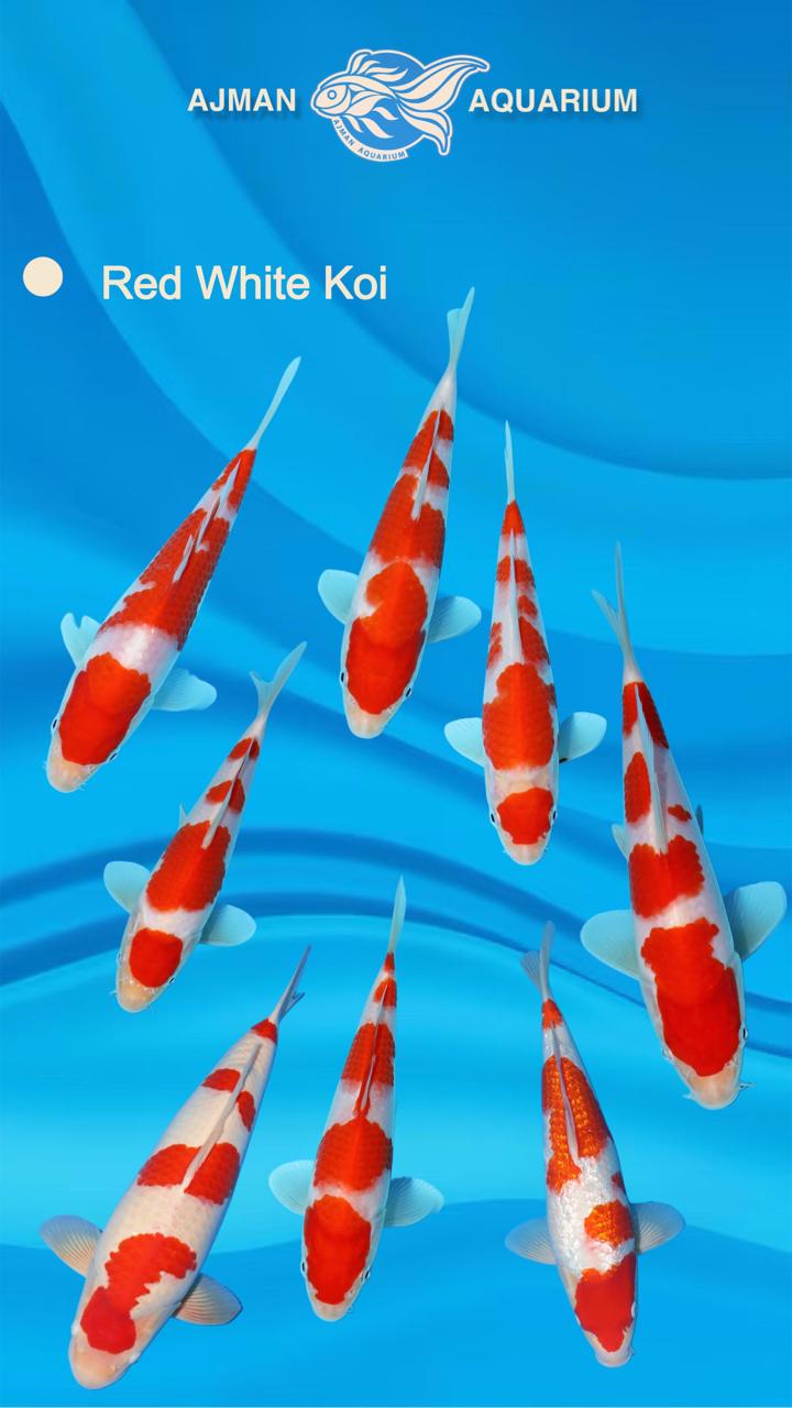 koi white & red - 7 inch