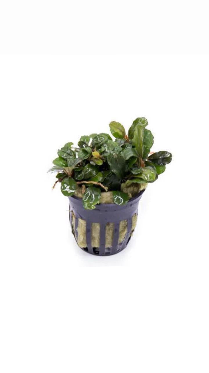 bucephalandra brownie blue - potted plant