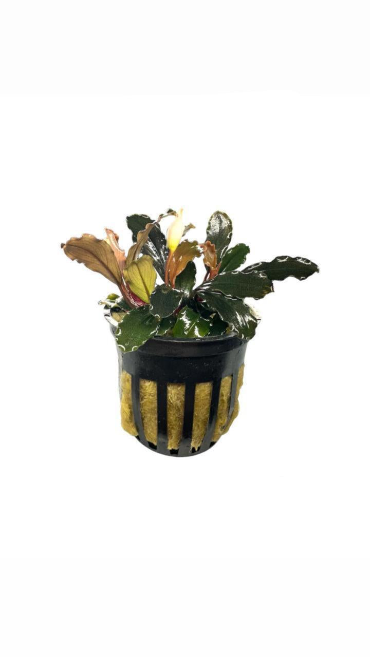 bucephalandra brownie ghost ulu kapas - potted plant