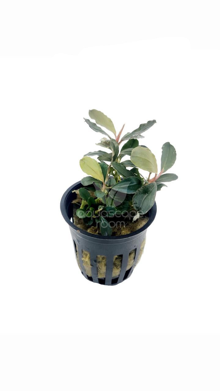 bucephalandra brownie purple - potted plant