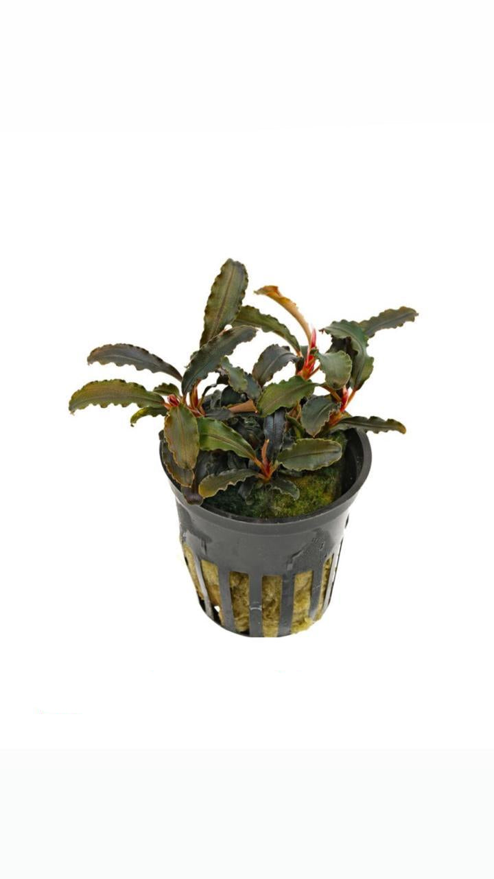 bucephalandra kedakang - potted plant
