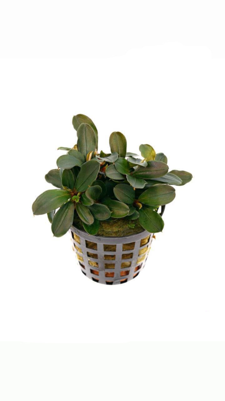 bucephalandra theia - potted plant
