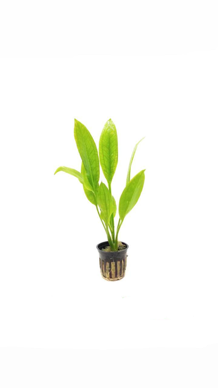echinodorus bleheri - potted plant