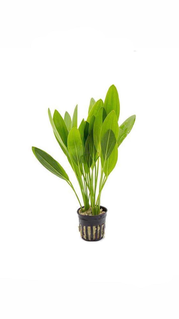 echinodorus muricatus - potted plant