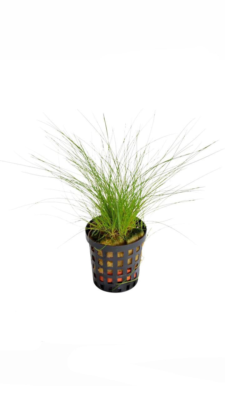 eleocharis acicularis "mini" - potted plant