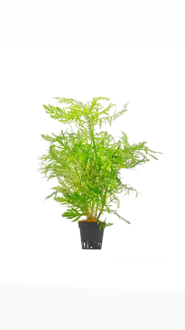 hygrophilia difformis - potted plant