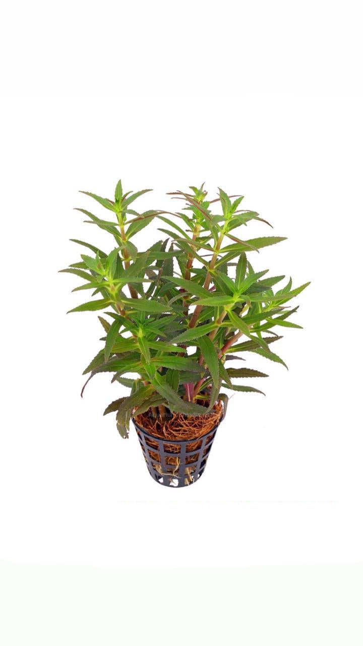 limnophilia aromatica - potted plant