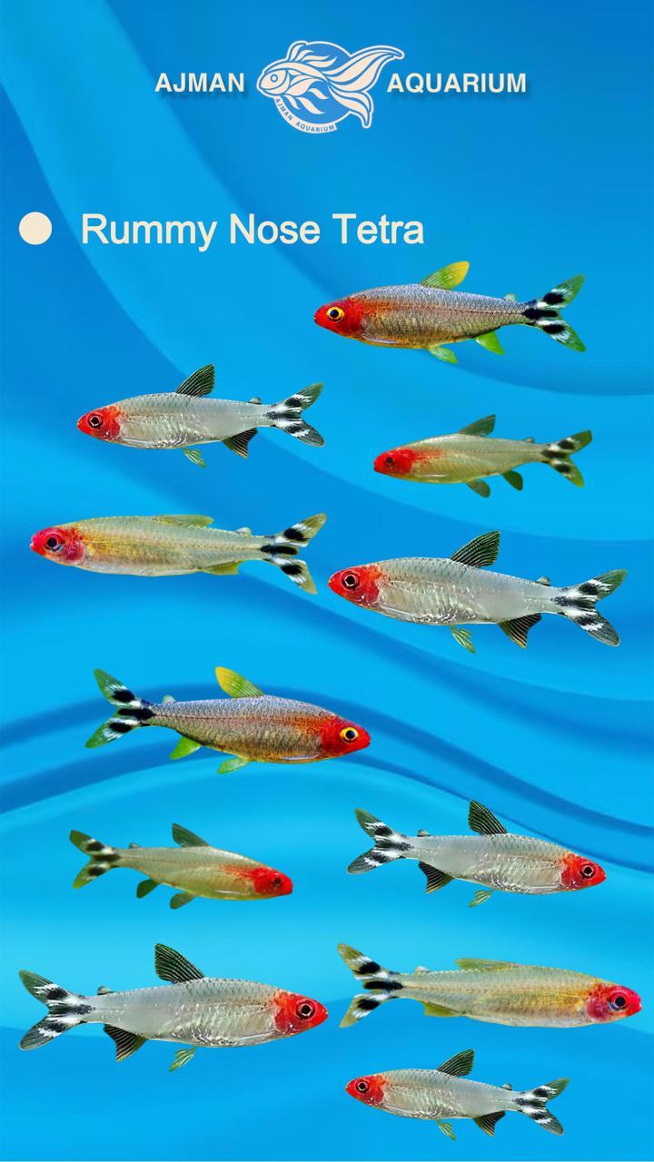 rummy nose tetra - L