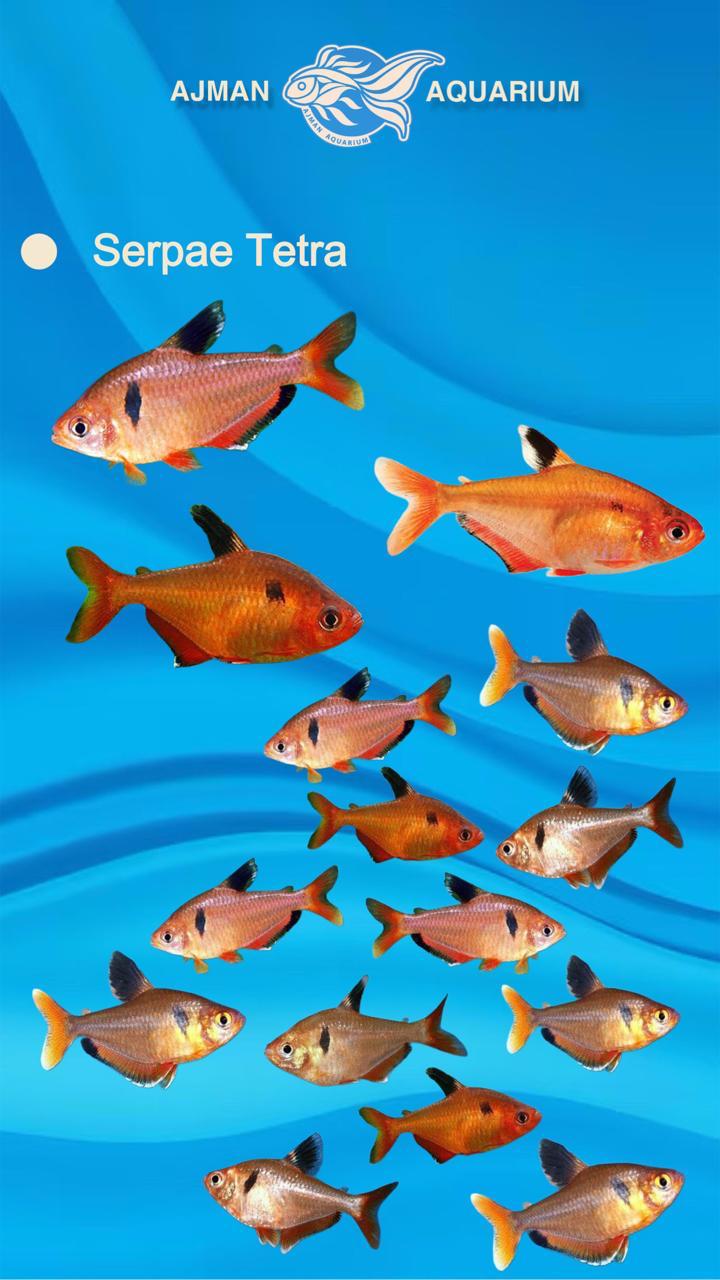 Serpae Tetra - L