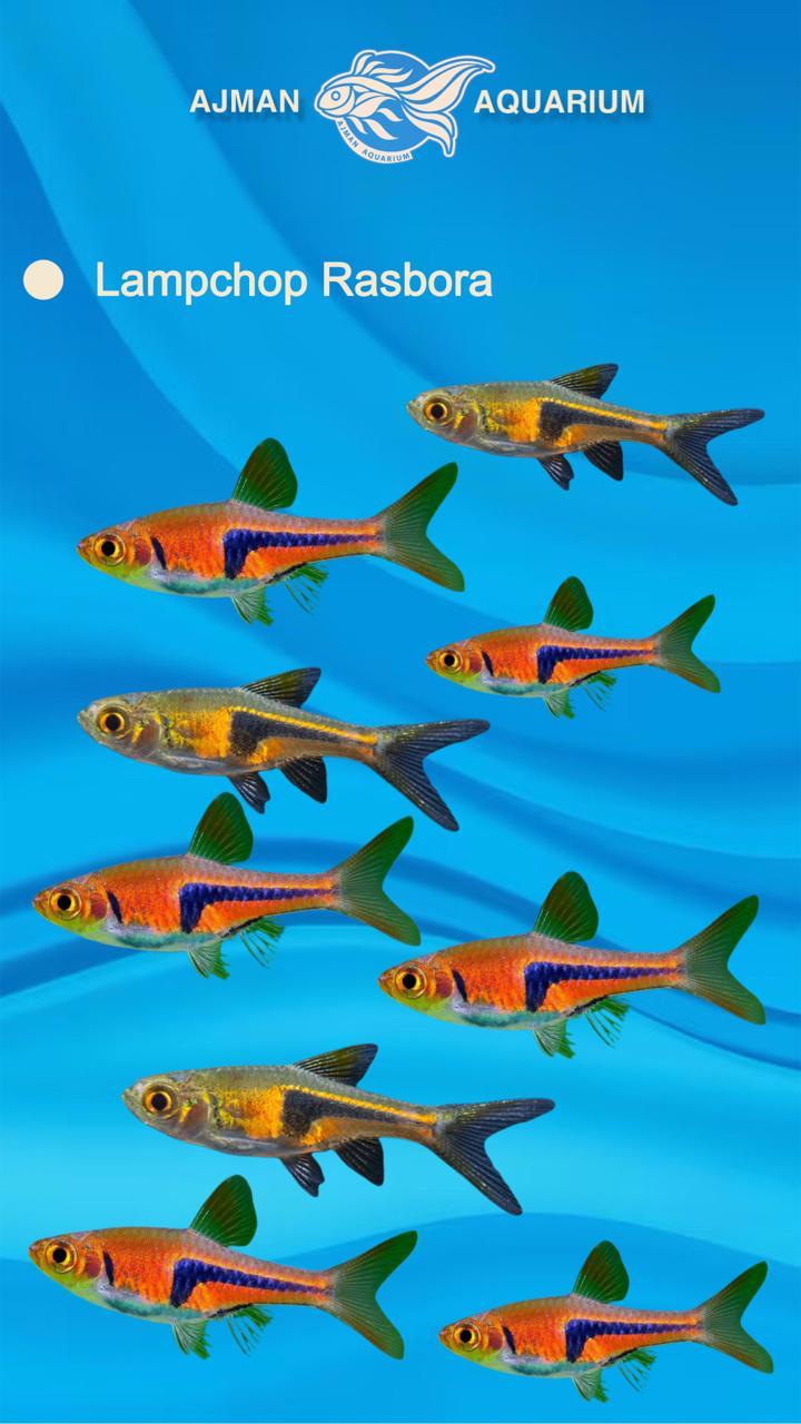 lambchop rasbora - L