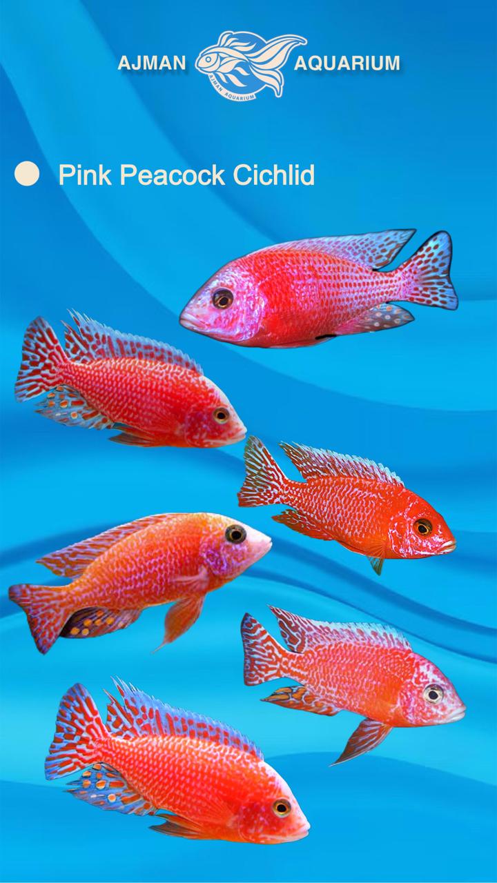 pink peacock cichlid - 3 inch