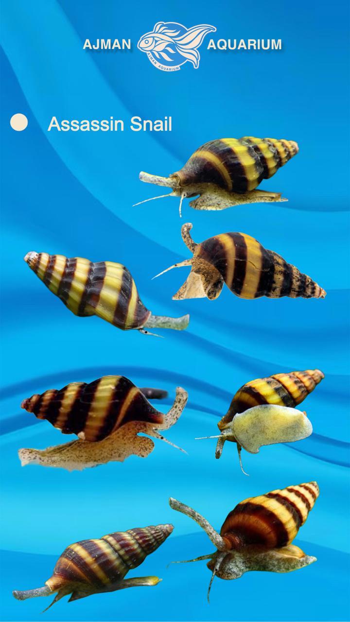 Assassin snail - 1 cm