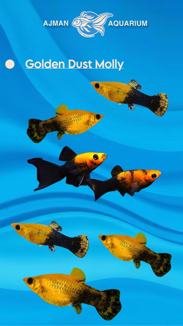 golden dust yellow molly - regular size