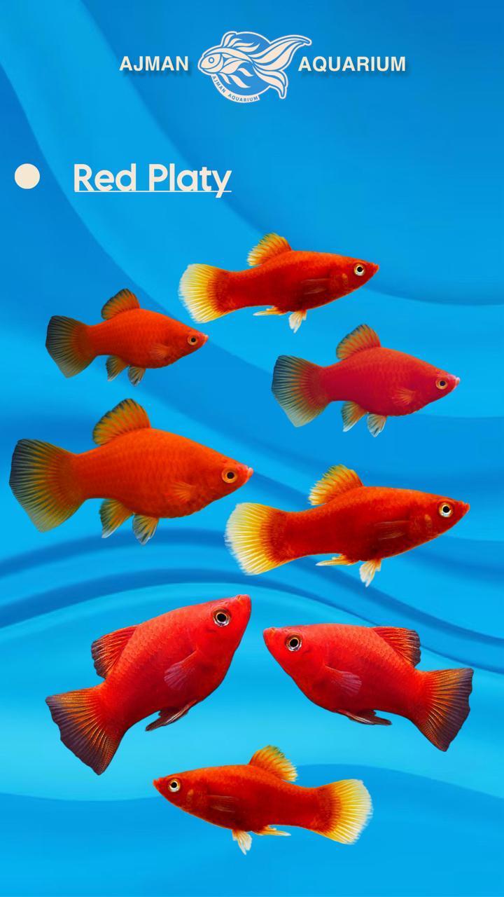 سمكة البلاتي الحمراء - 2 بوصة