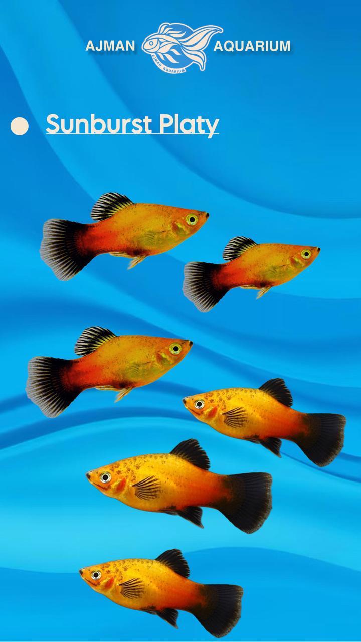 سمكة البلاتي ذات أشعة الشمس - 2 إلى 3 بوصات