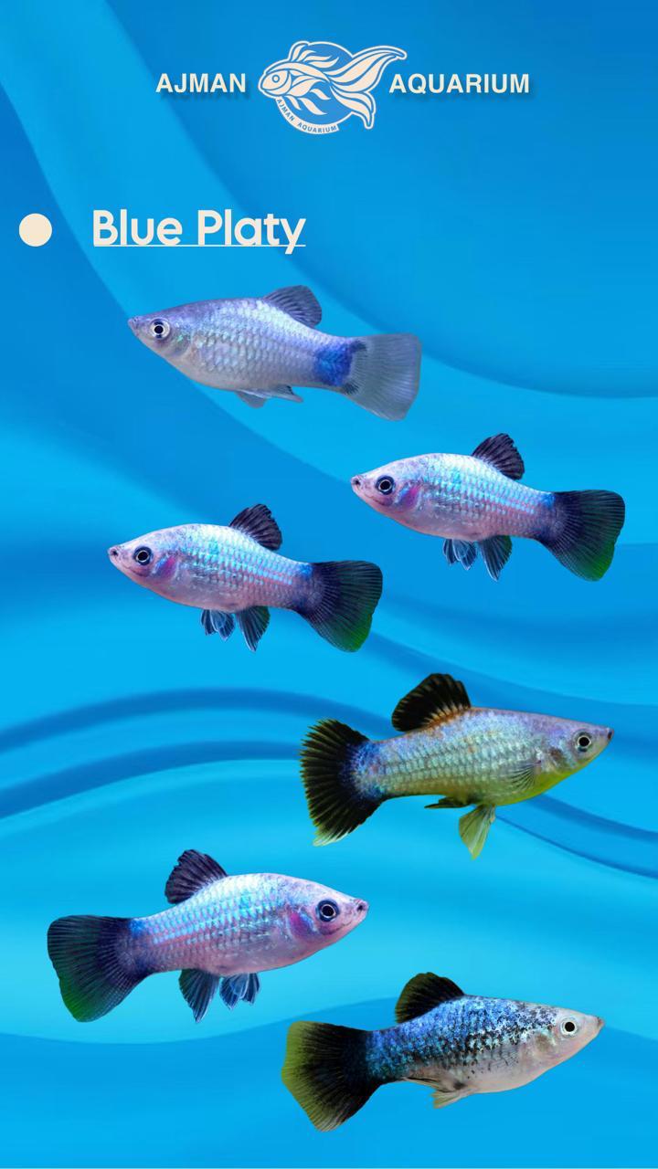 coral blue platy - LG