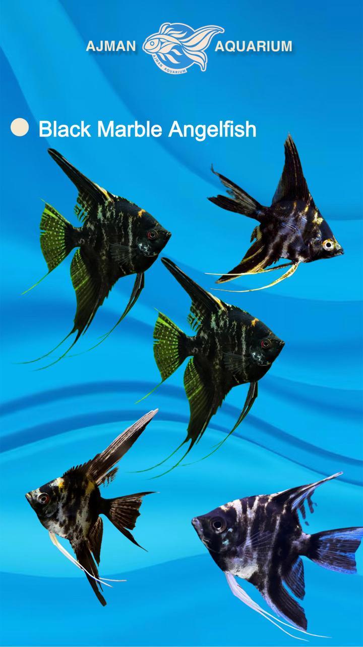 black marble angel fish - 7 - 8 cm
