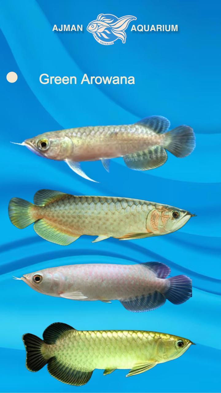 green arowana - 6 inch