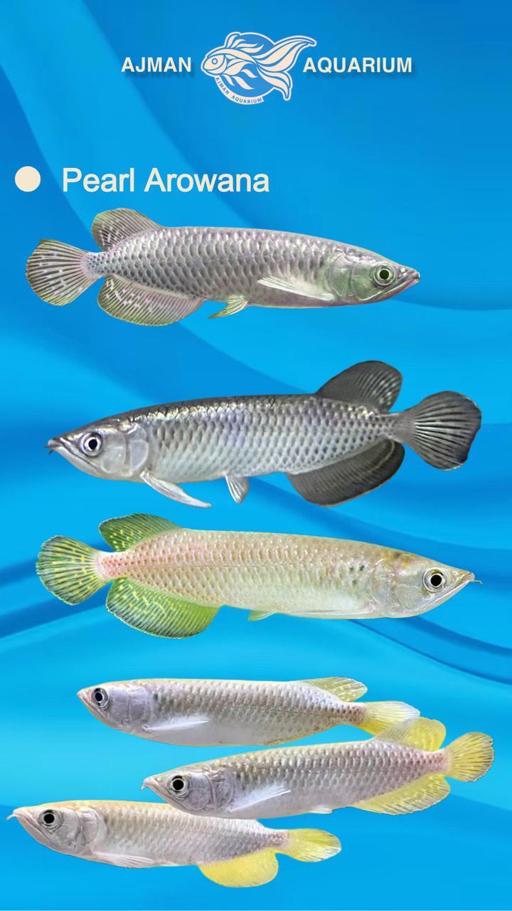 سمكة أروانا اللؤلؤية - 5 إلى 7 بوصات