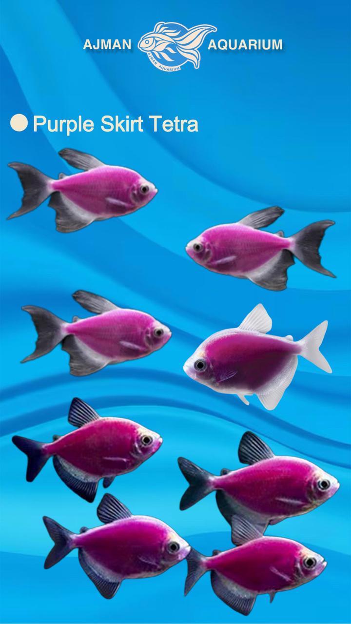 purple german tetra - 2 inch