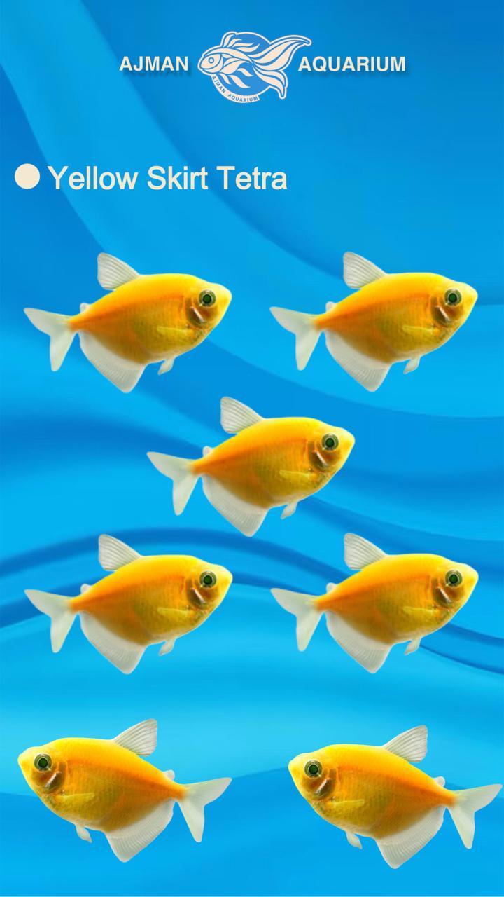 yellow german tetra - 2 inch