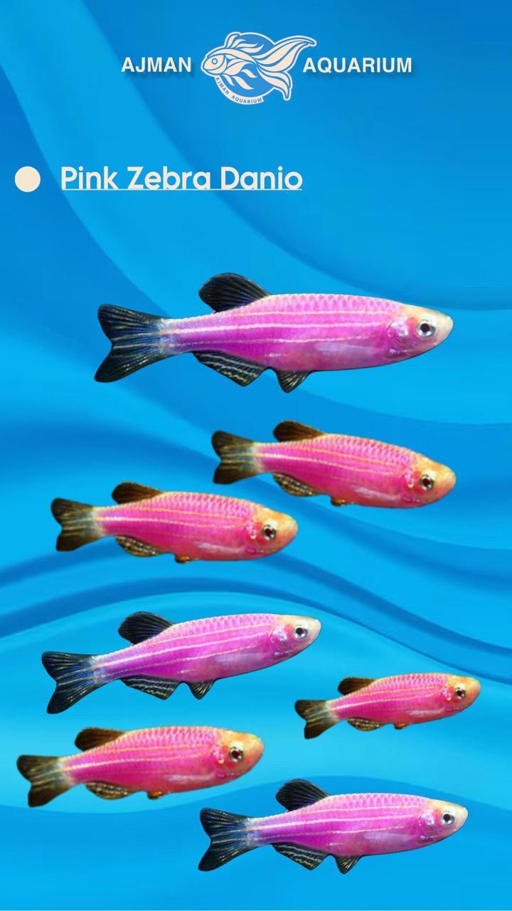 سمكة دانيو زيبرا وردية اللون - 2 بوصة