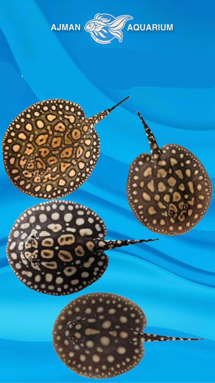 motoro stingrey - 7 inch