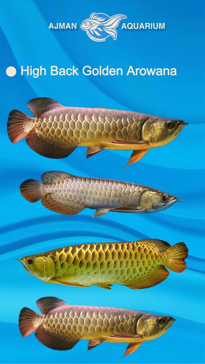 سمكة أروانا ذهبية عالية الظهر - 7 إلى 8 بوصات