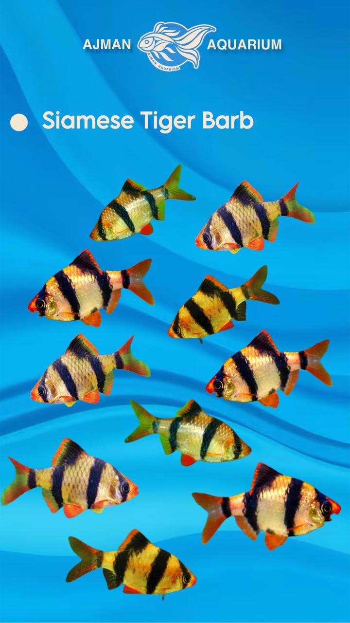 siamese tiger barb - regular size