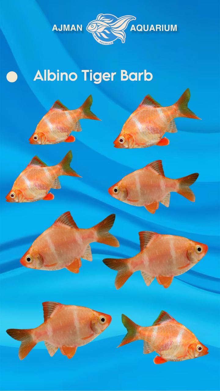 albino tiger barb - regular size